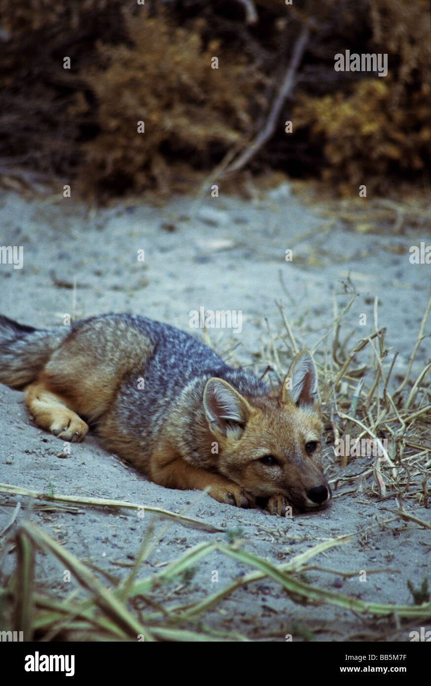 Säugetiere; Patagonische Rotfuchs; " Dusicyon Culpaecus'; Erwachsenen in einer Mulde im Sand liegen. Valdes Pensinular, Argentinien. Stockfoto