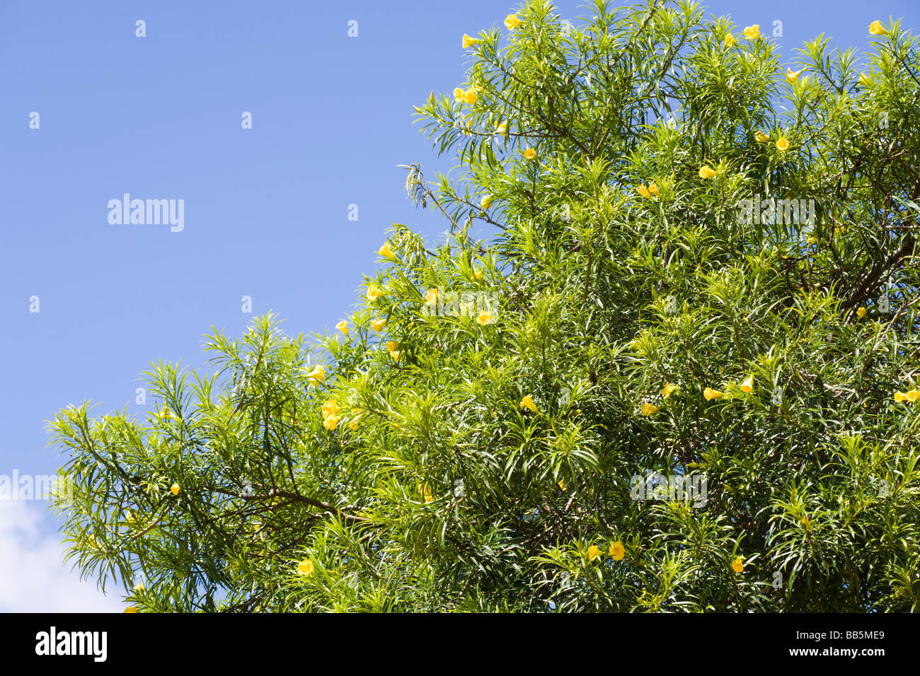 Baum mit gelben trompetenförmigen Blüten in Nyombe, Malawi, Afrika Stockfoto