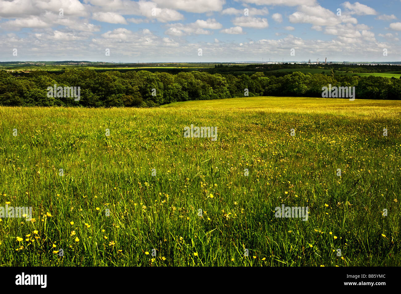 Eine Wiese im Langdon Hills Country Park in Essex. Stockfoto