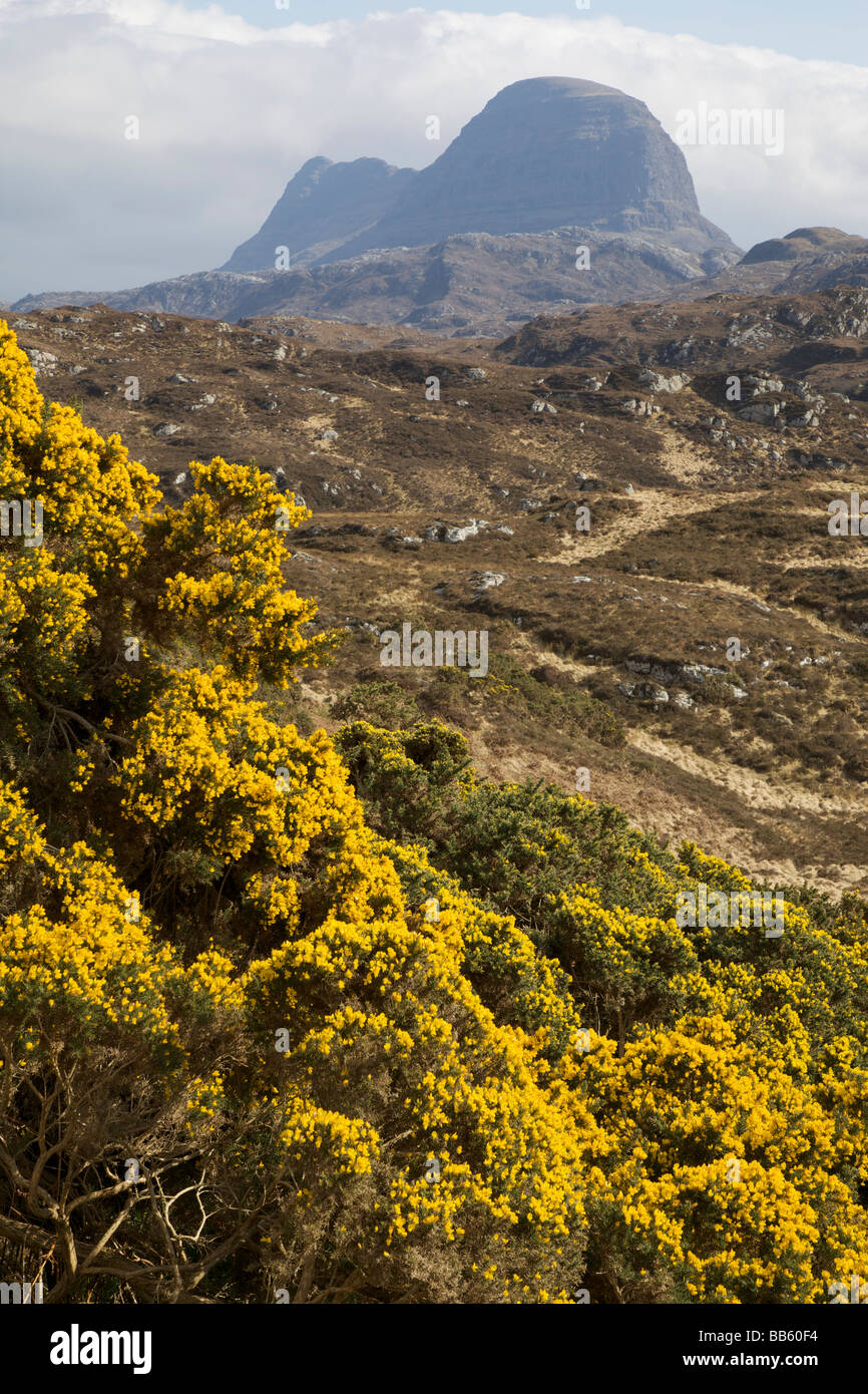 Der berühmte Berg Suilven in der Nähe von Lochinver Sutherland mit hellen gelben Ginster-Büsche in voller Blüte Stockfoto