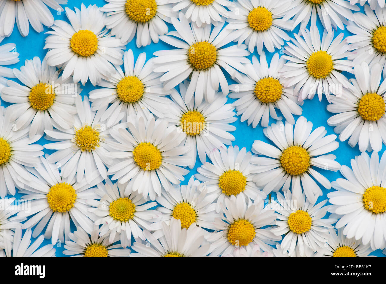 Bellis Perennis. Gemeinsamen Daisy Blumen auf blauem Hintergrund Stockfoto