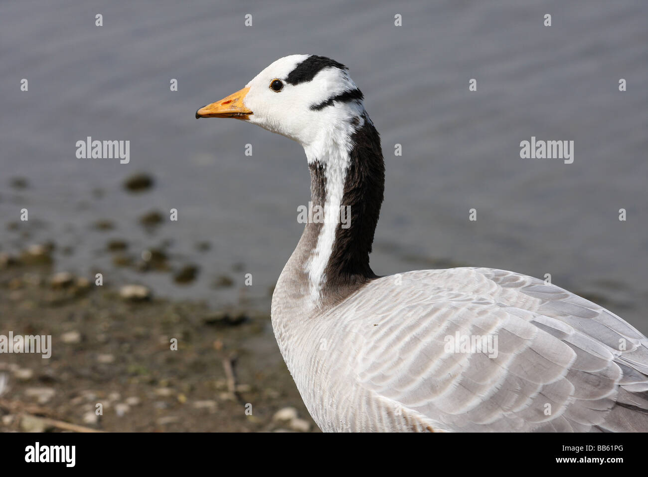 Bar unter der Leitung Gans. Stockfoto