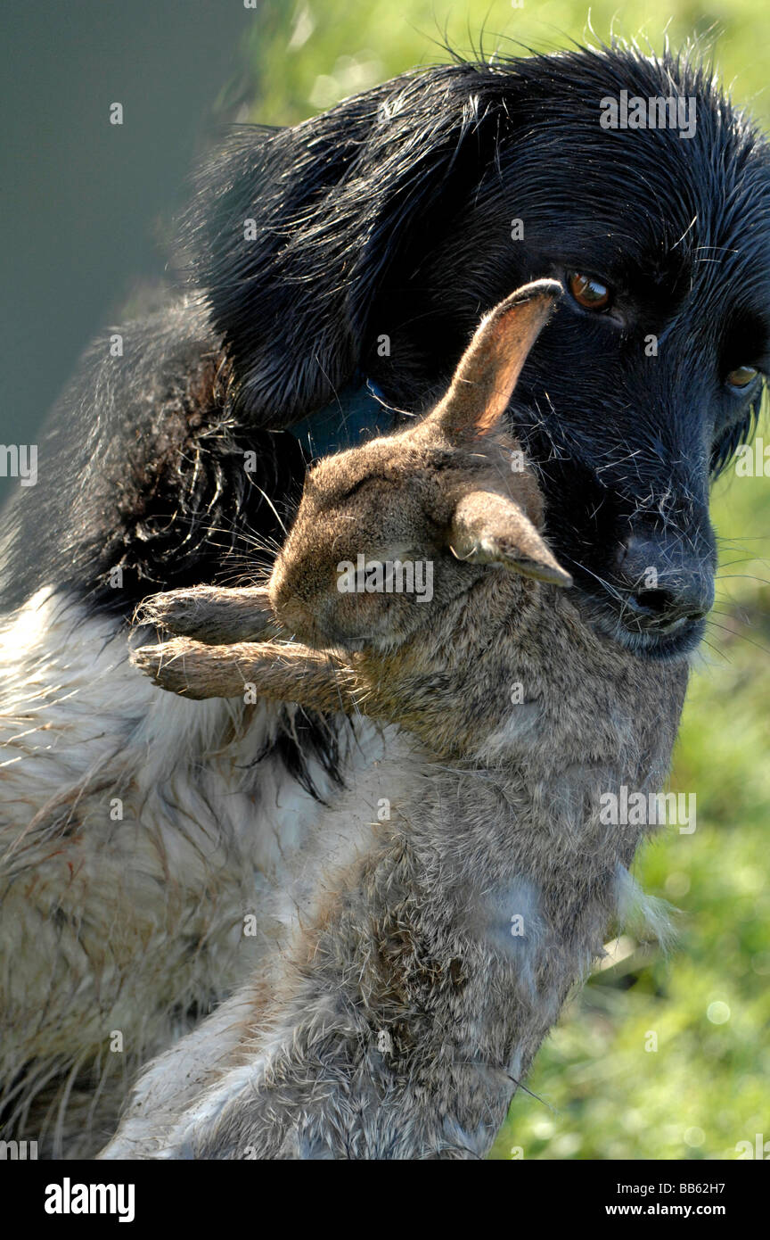 Während der Jagd Belgien erschossen Hund trägt ein Kaninchen Stockfoto