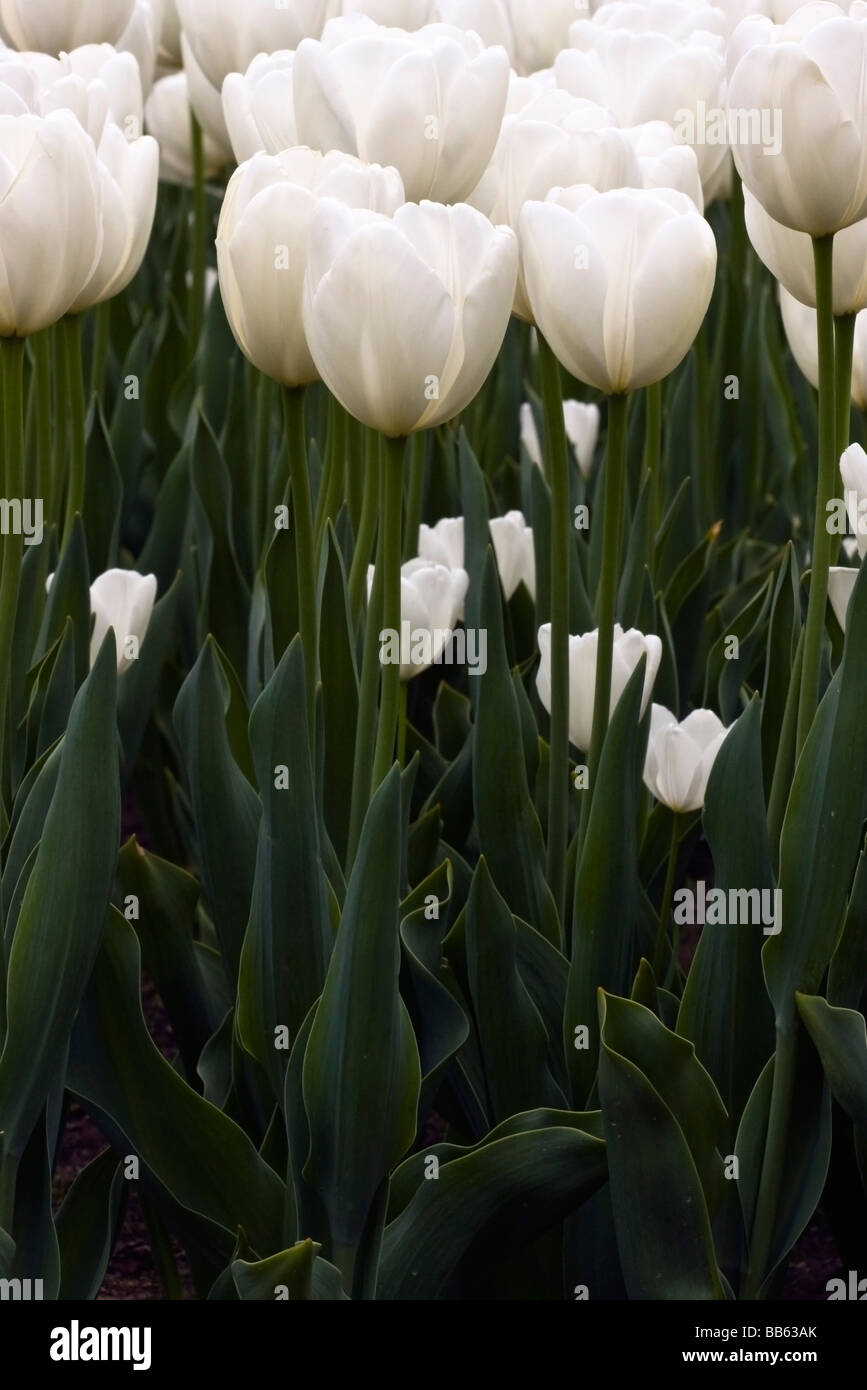 Weiße Tulpe blüht im Blumenbeet. Stockfoto