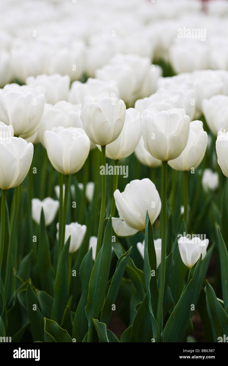 Weiße Tulpe blüht im Blumenbeet. Stockfoto