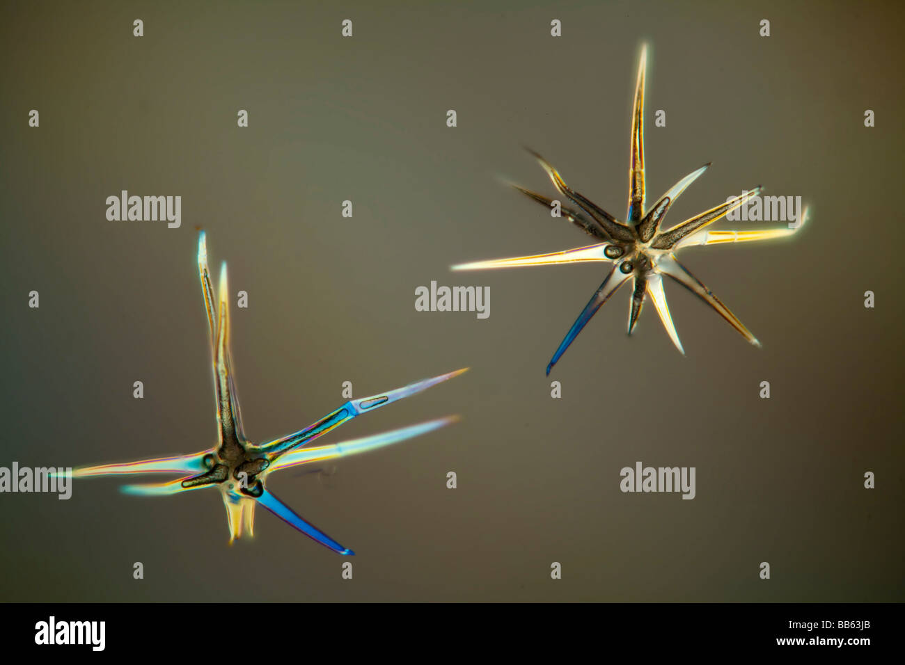 Durchqueren Sie polarisierte Licht der Haare von Saatgut Kopf des Frameworks sp. Stockfoto