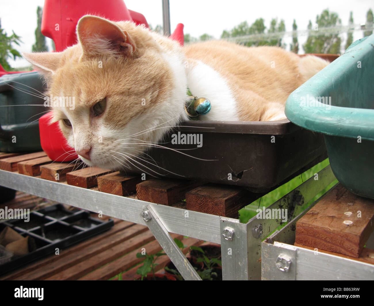 Katze im Anzuchtkasten Stockfoto