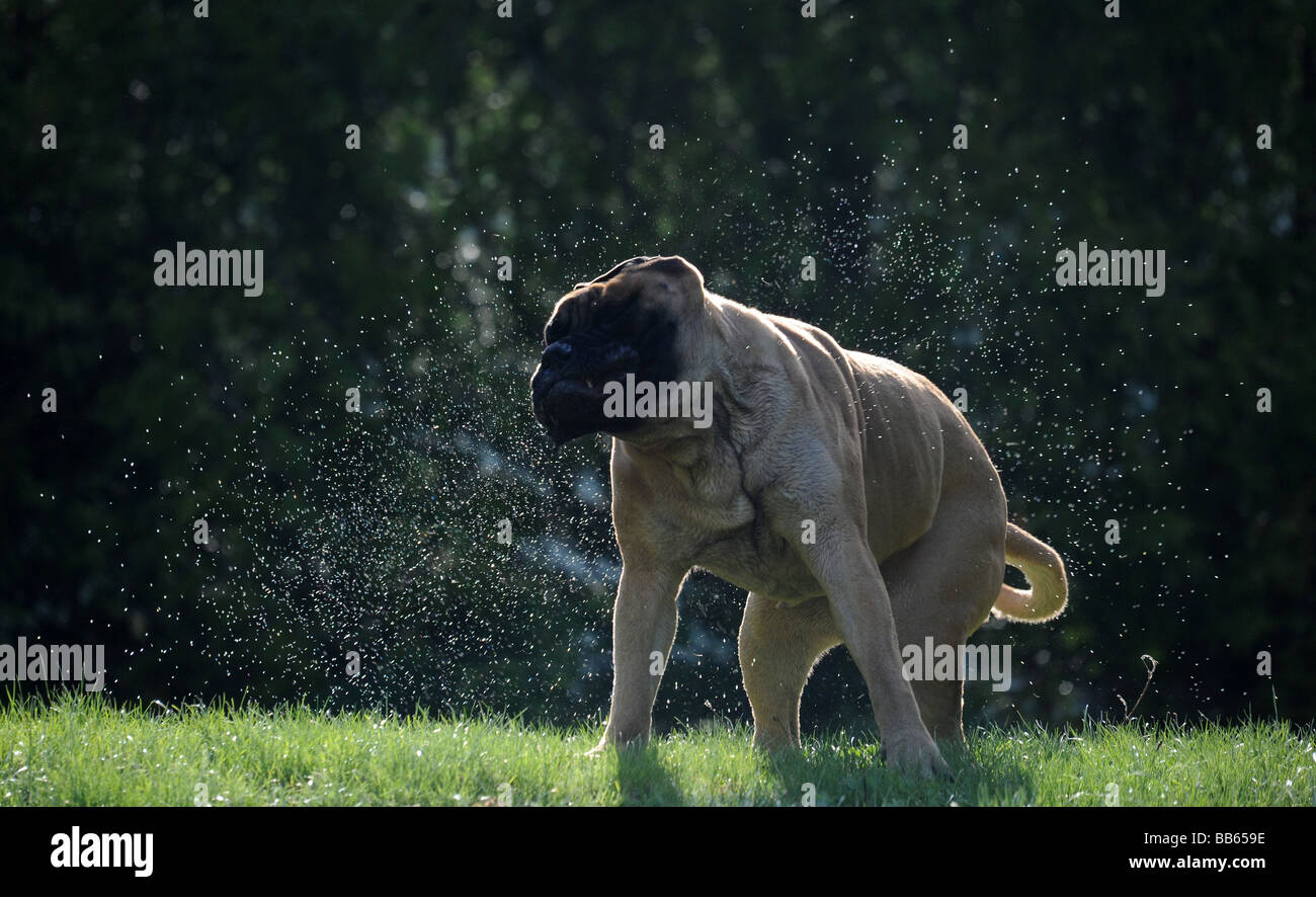 Ein Bullmastiff, Mastiff, Eckzahn Hund abzuschütteln Wasser aus seinem Fell an einem warmen Sommertag auf einer Wiese mit Bäumen in den Rücken Stockfoto