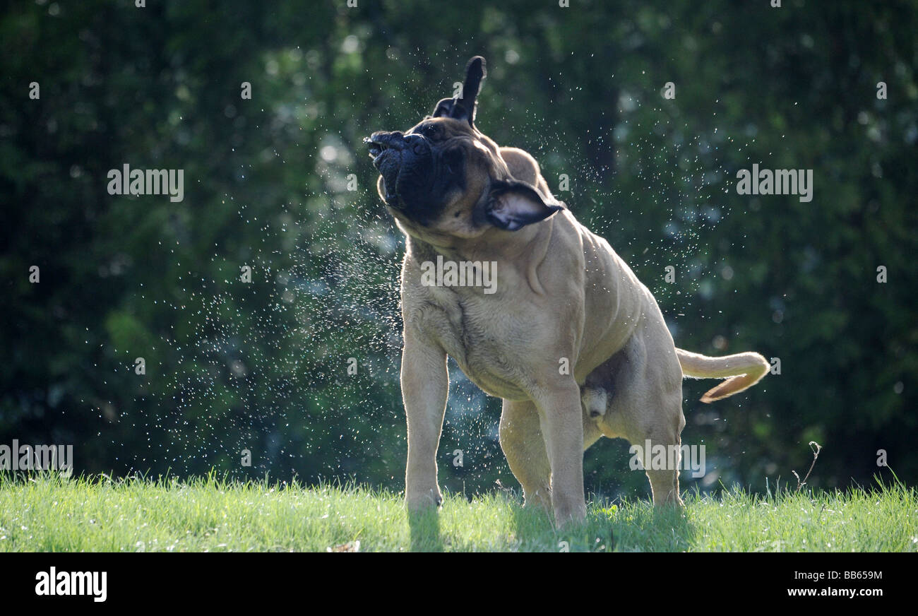 Ein Bullmastiff, Mastiff, Eckzahn Hund abzuschütteln Wasser aus seinem Fell an einem warmen Sommertag auf einer Wiese mit Bäumen in den Rücken Stockfoto