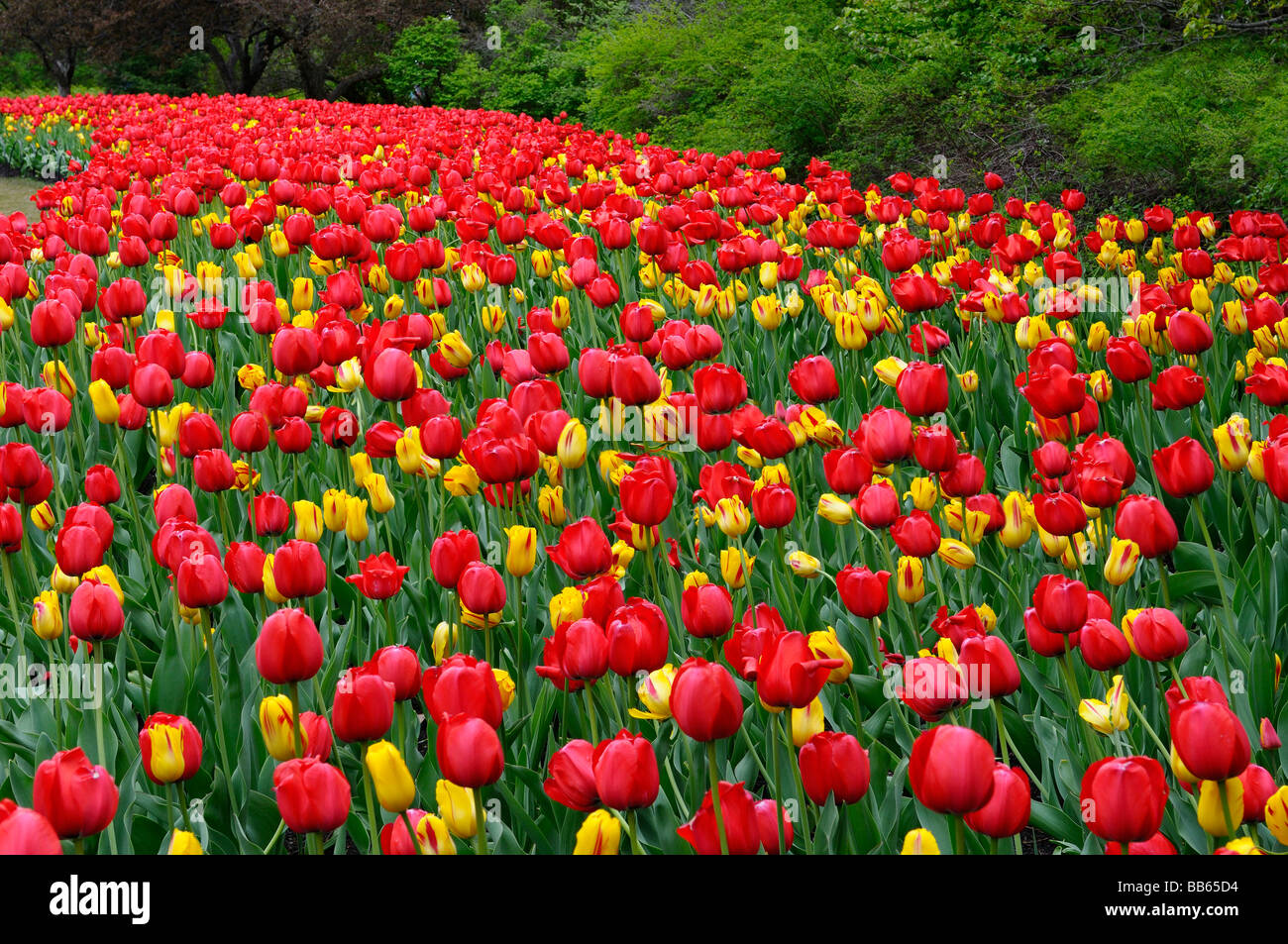 Fegen garten Bett von Rot und Gelb Washington Tulpen bei ottawa Tulip Festival im Frühjahr Stockfoto