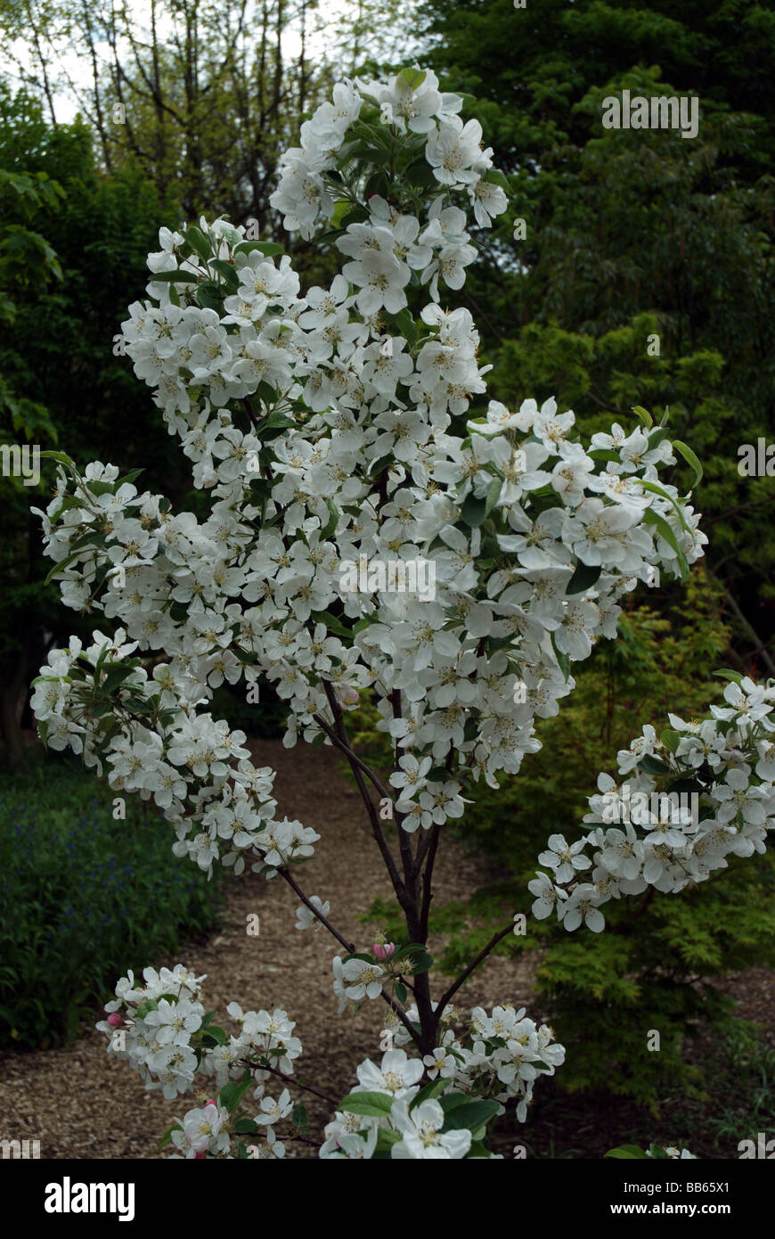 Malus oder umgangsprachlich eine Krabbe Apfelbaum Stockfoto