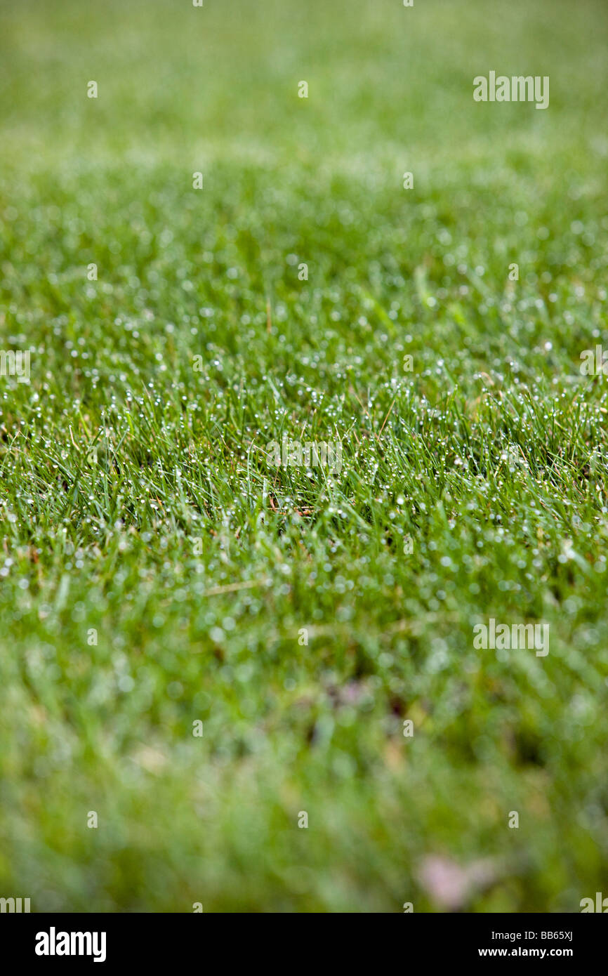 Tautropfen auf frische Frühlingsluft Rasen Kennett Country Club Kennett Square, Pennsylvania USA Stockfoto