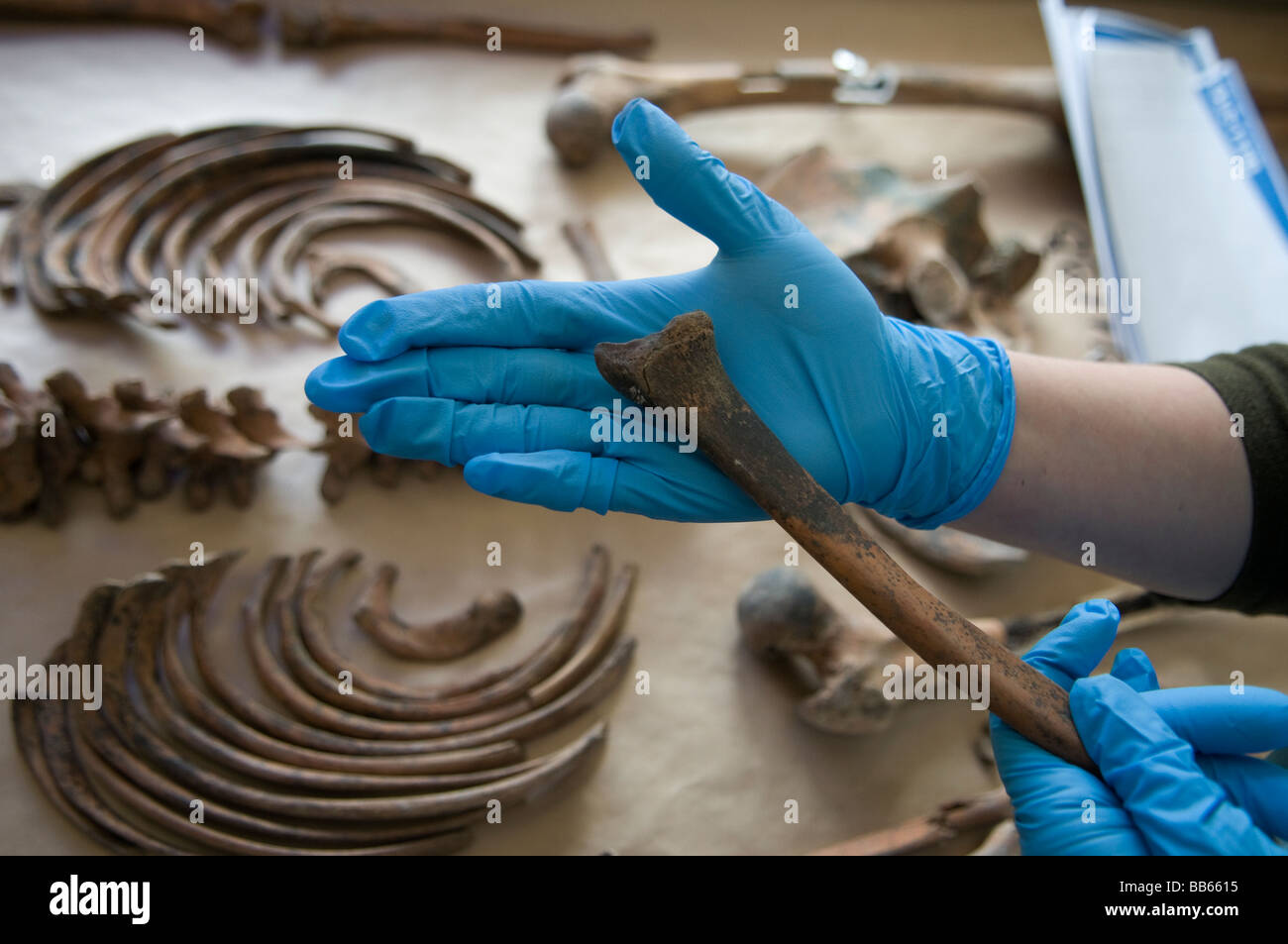 Forensische Archäologen untersuchen einen menschlichen Knochen in der Leichenhalle Einrichtung der ICMP-Kommission der fehlenden Personen InTuzla, Bosnien Stockfoto