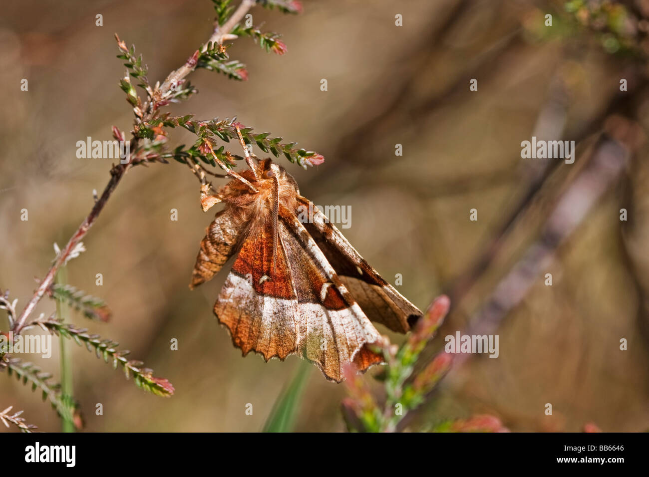 Makro-Bild des Dornes erste Generation lila eine Art von Motte ließ sich auf einigen Heather am Loch Ruthven in Schottland Stockfoto