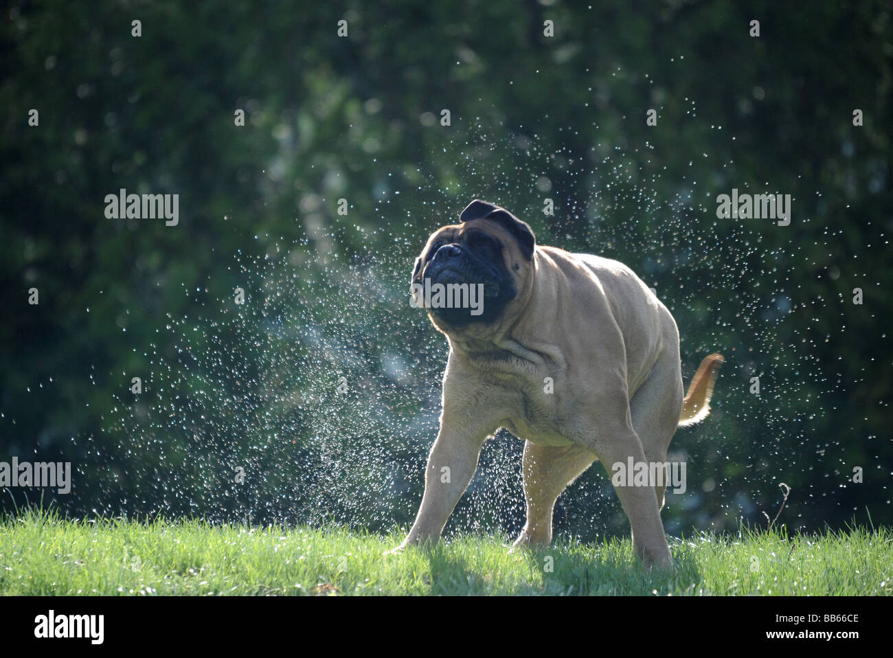 Ein Bullmastiff, Mastiff, Eckzahn Hund abzuschütteln Wasser aus seinem Fell an einem warmen Sommertag auf einer Wiese mit Bäumen in den Rücken Stockfoto