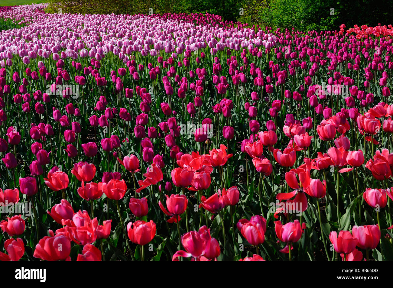 Gemischte Bett Eindruck Barcelona Rot und rosa Bett Ollioules Tulpen auf dem Ottawa Tulip Festival im Frühlingsgarten Kanada Stockfoto