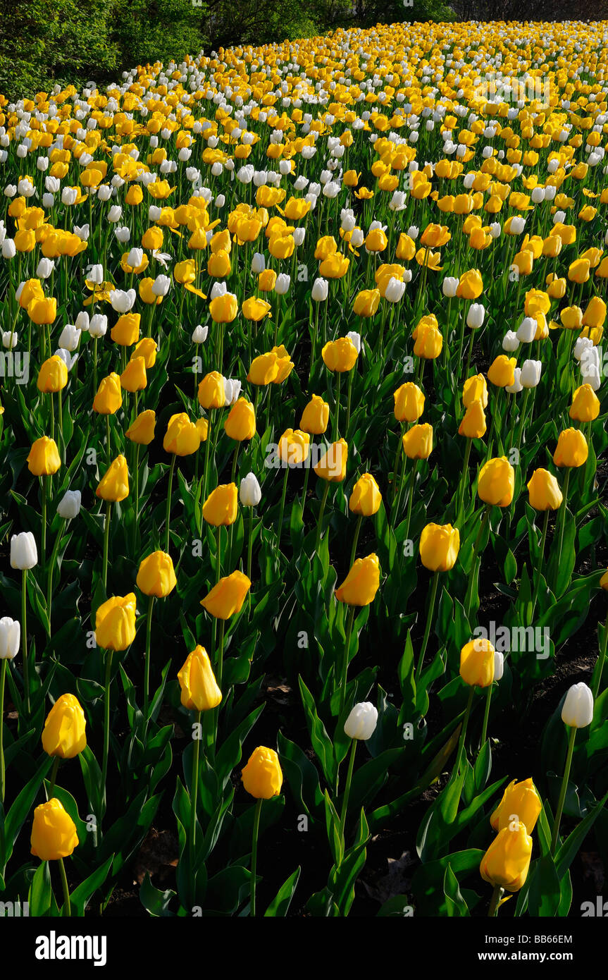 Gartenliege gelb Golden Apeldoorn und White Dream Tulpen auf Ottawa Tulip Festival im Frühjahr die beeindruckende Stockfoto