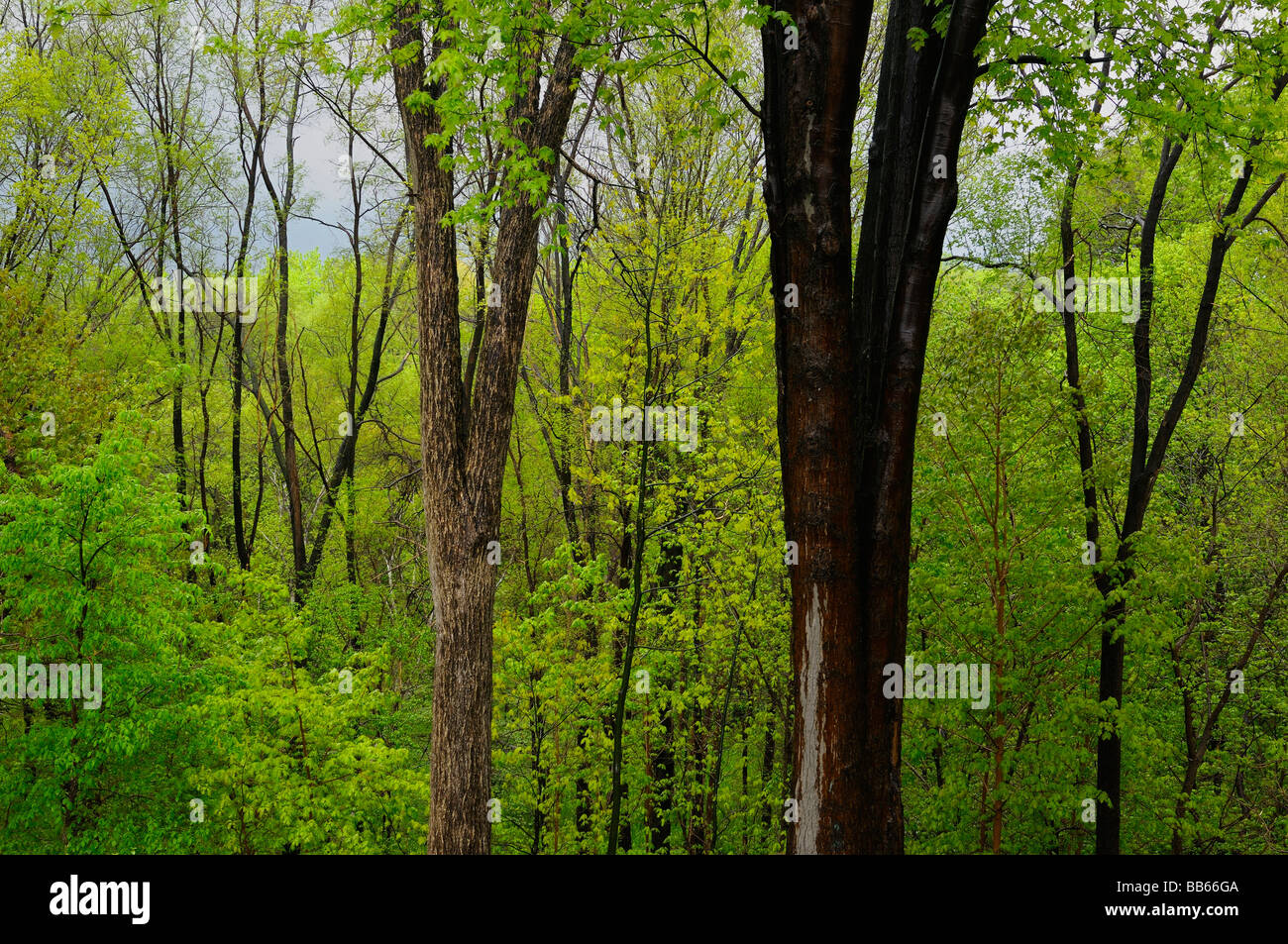 April Duschen in einem frischen grünen Laubwald im Frühjahr Toronto Kanada Stockfoto