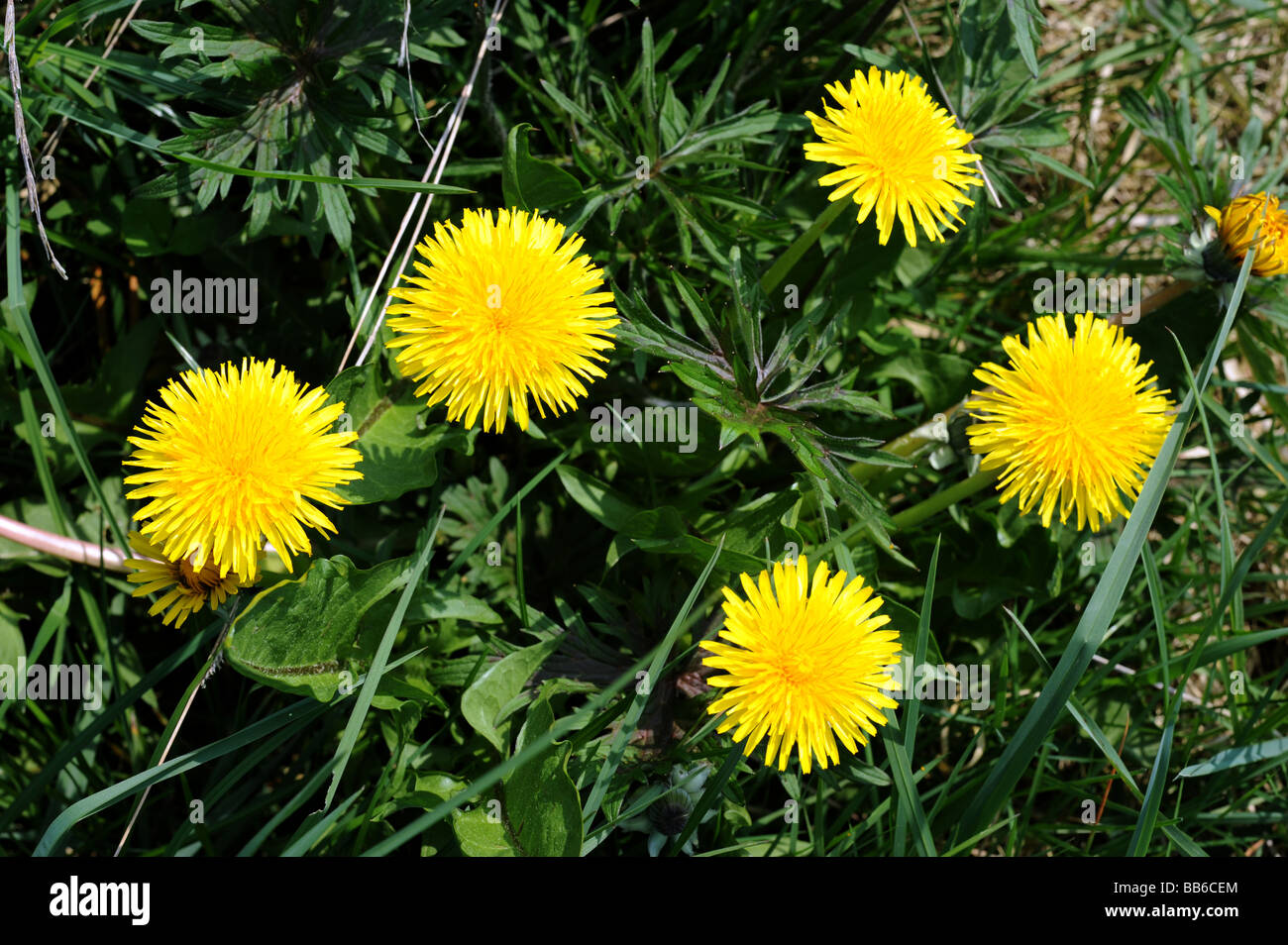 Löwenzahn Blumen in einem Sussex Bereich Löwenzahn Löwenzahn Unkraut gelb Taraxacum offiicinale Stockfoto