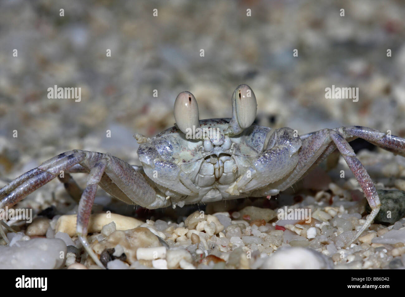 Geisterkrabben. Gattung Ocypode. Schnell bewegenden Krabben Stockfoto