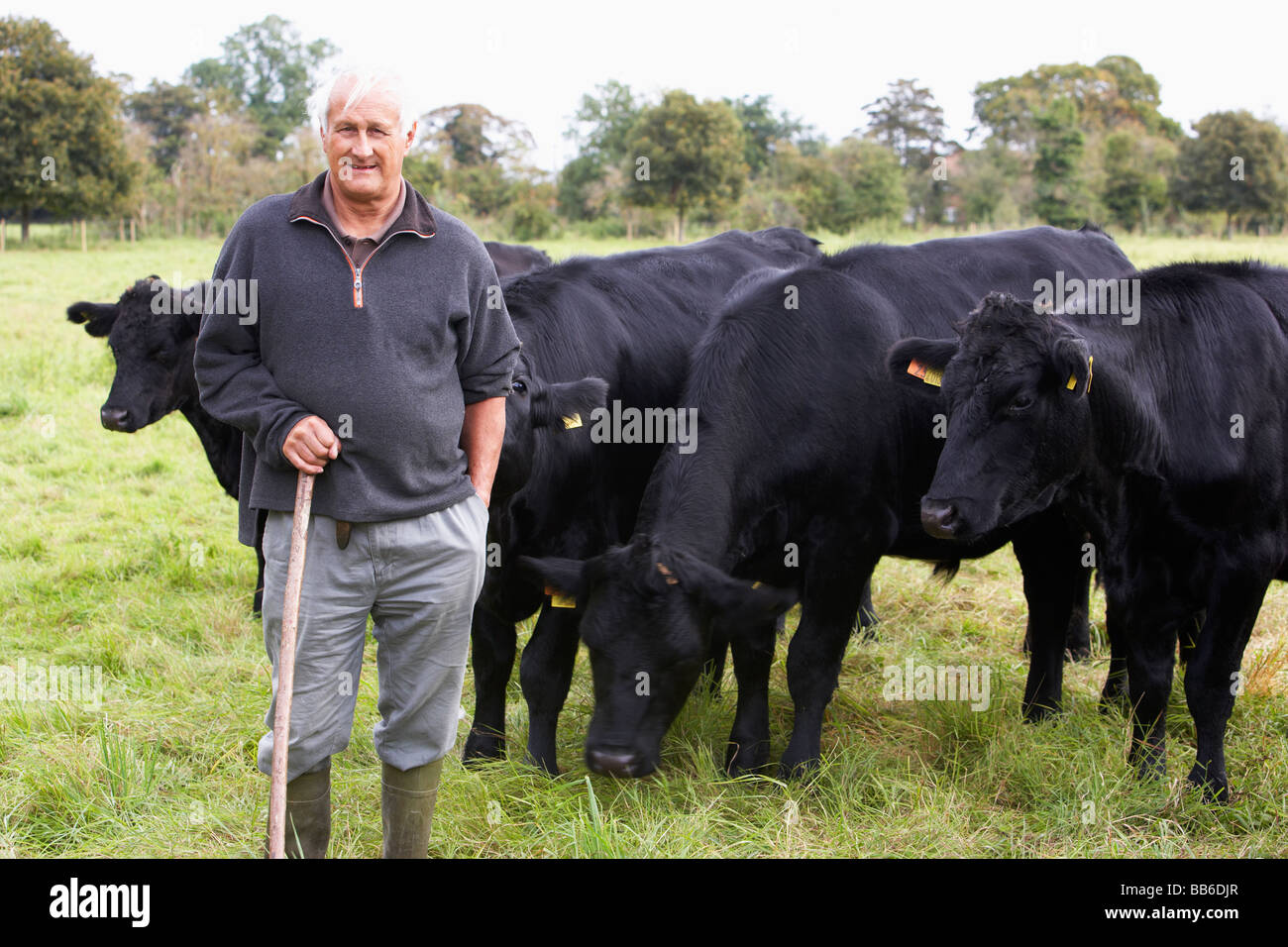 Landarbeiter mit Herde Kühe Stockfoto