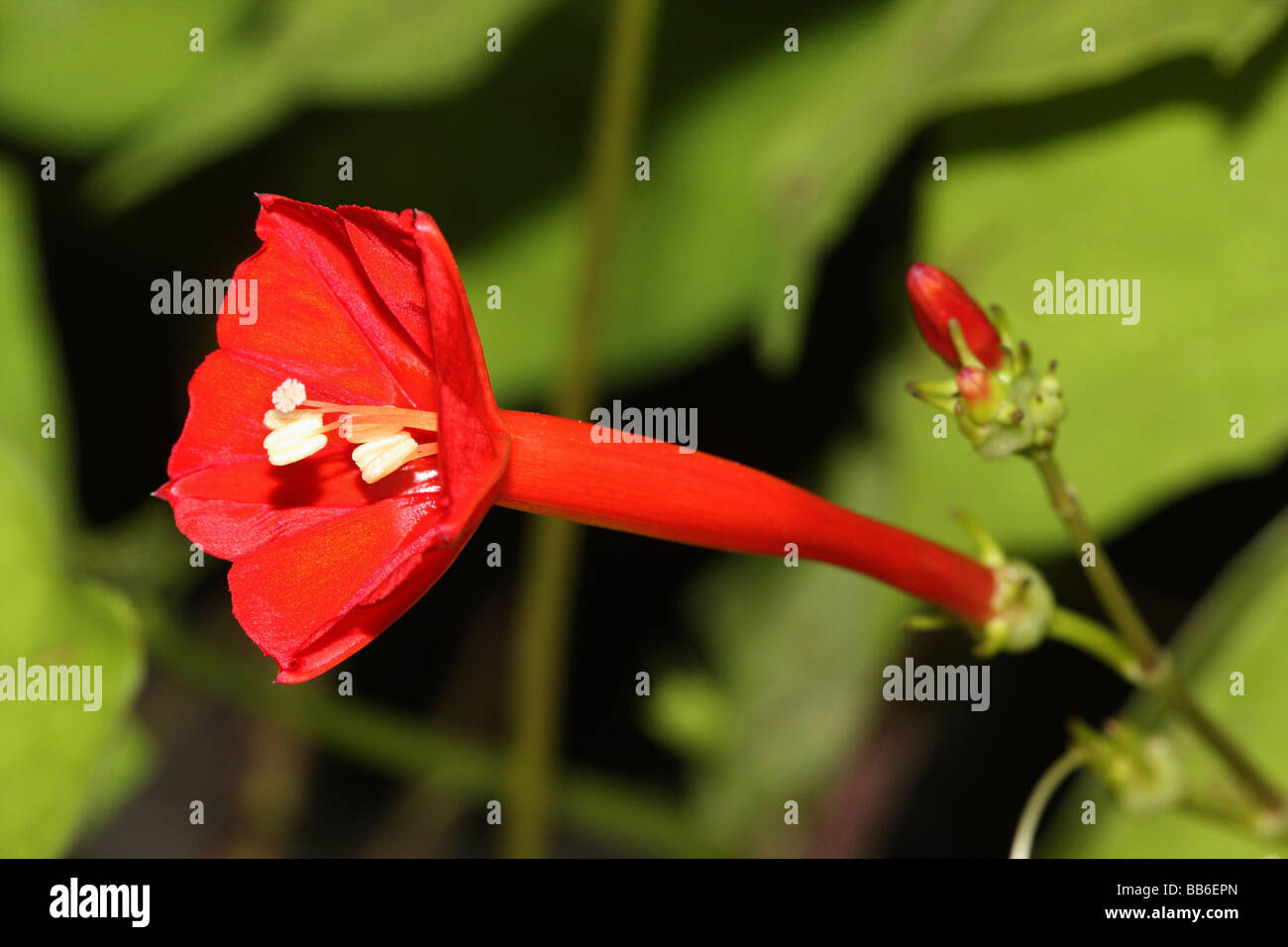 Zypresse-Rebe, Star-Ruhm oder Ipomoea Quamoclit, Kaas Plateau, Satara. Stockfoto