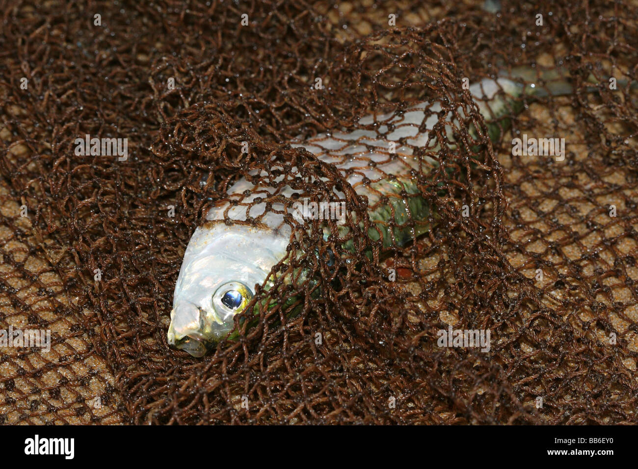 Fisch gefangen in Rapan net am Chivla Strand, Malvan. Indien. Stockfoto