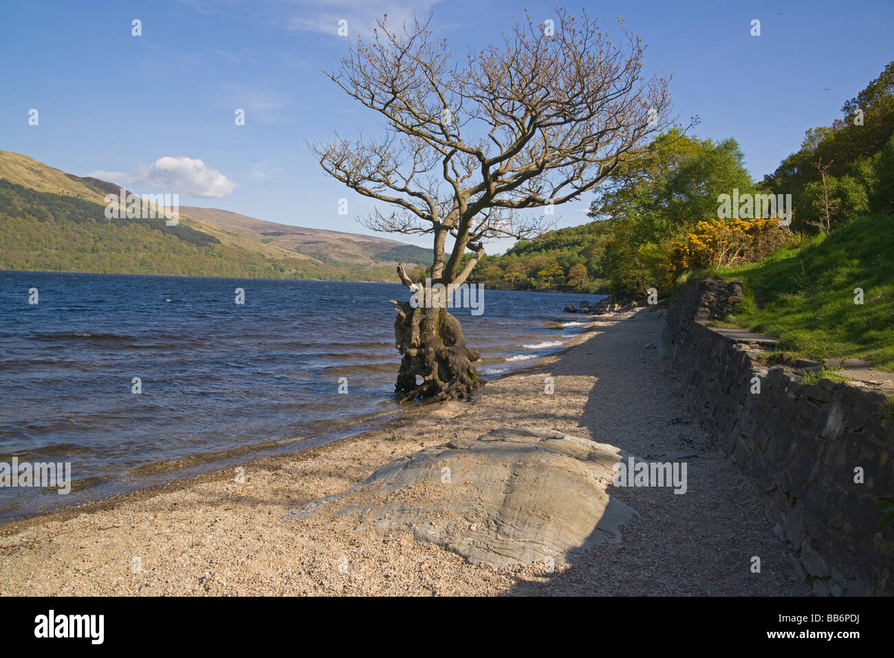 Frühlingsfarben auf Loch Lomond Firkin Punkt Schottland Mai 2009 Stockfoto