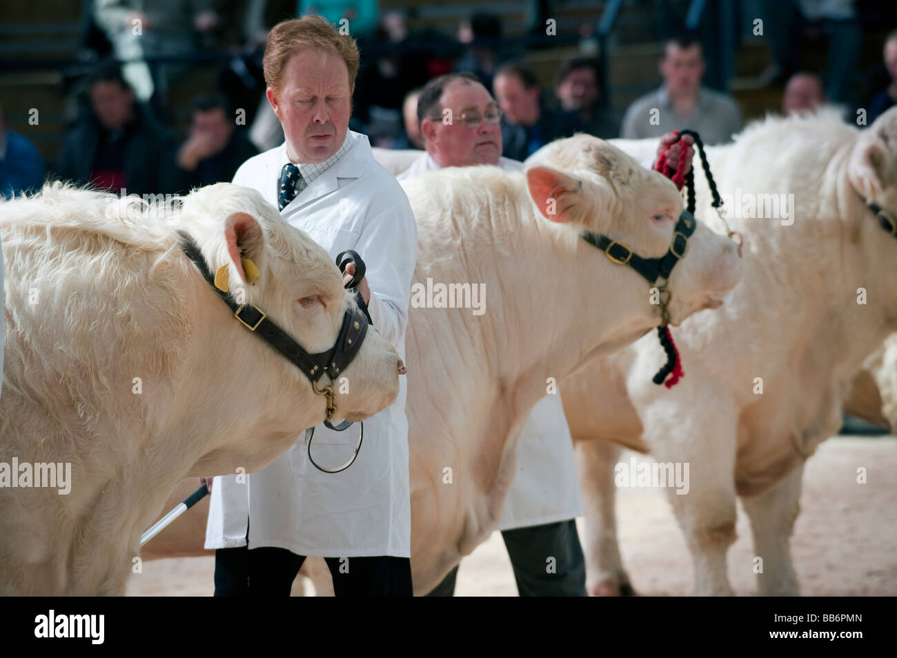 Charolais-Rindern zeigen bei einem Stammbaum-Verkauf in Borderway Mart Cumbria Stockfoto