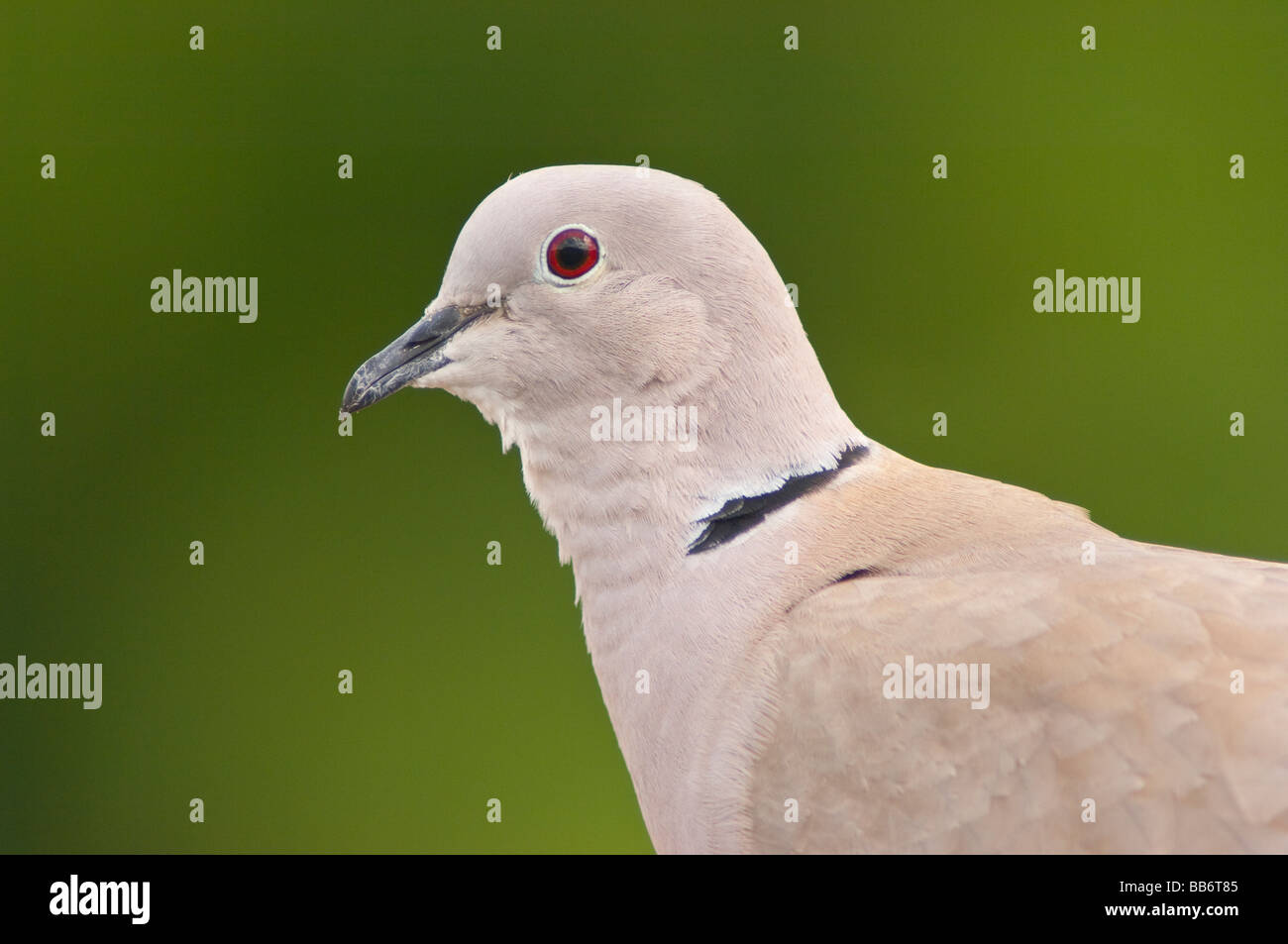 Eine Nahaufnahme der Vogel Porträt einer Rotflügel Taube (Streptopelia Decaocto) mit einem diffusen Hintergrund im Vereinigten Königreich Stockfoto