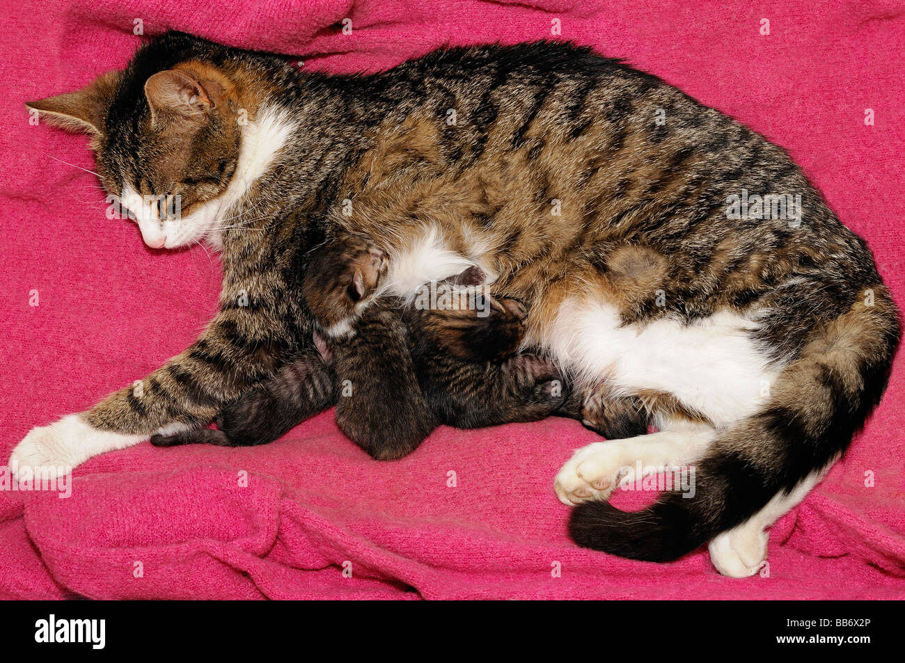 Katze mit ihrem Wurf Stockfoto