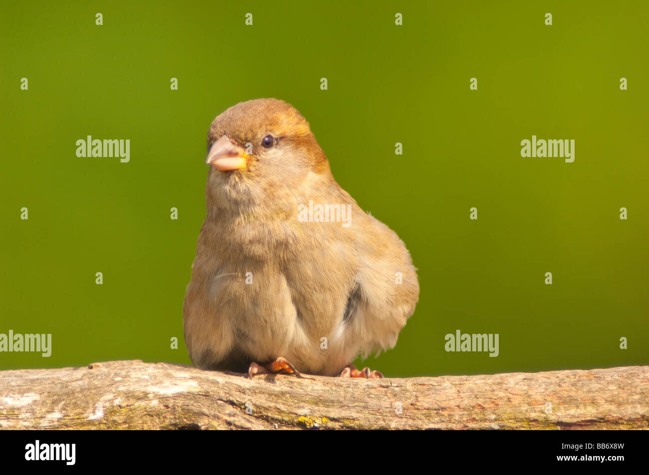 Eine Nahaufnahme der Vogel Bildniss eines weiblichen Haussperling (Passer Domesticus) mit einem diffusen Hintergrund in einem uk-Garten Stockfoto