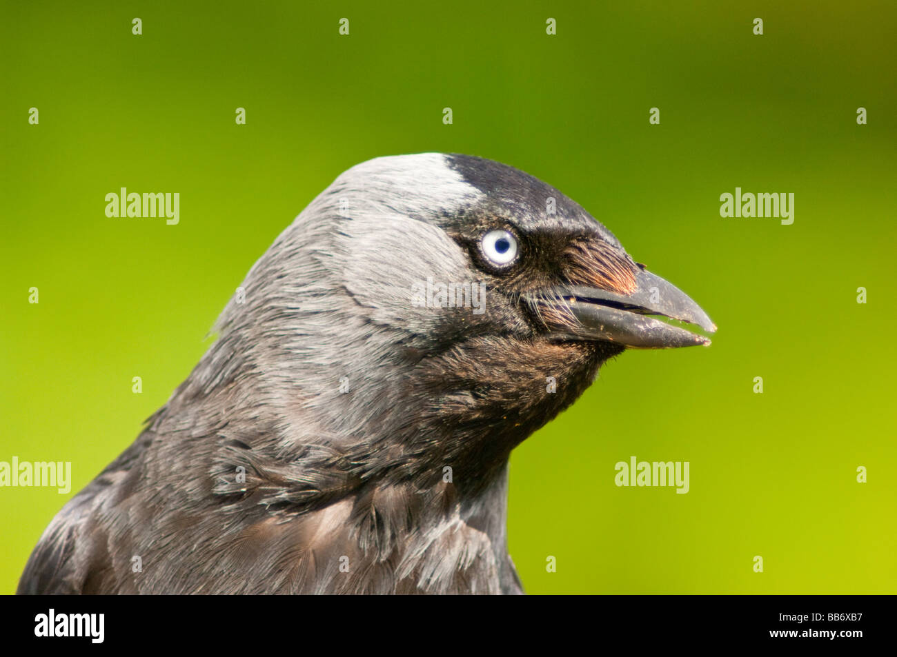 Eine Nahaufnahme der Vogel Porträt einer Dohle (Corvus Monedula) mit einem diffusen Hintergrund Stockfoto