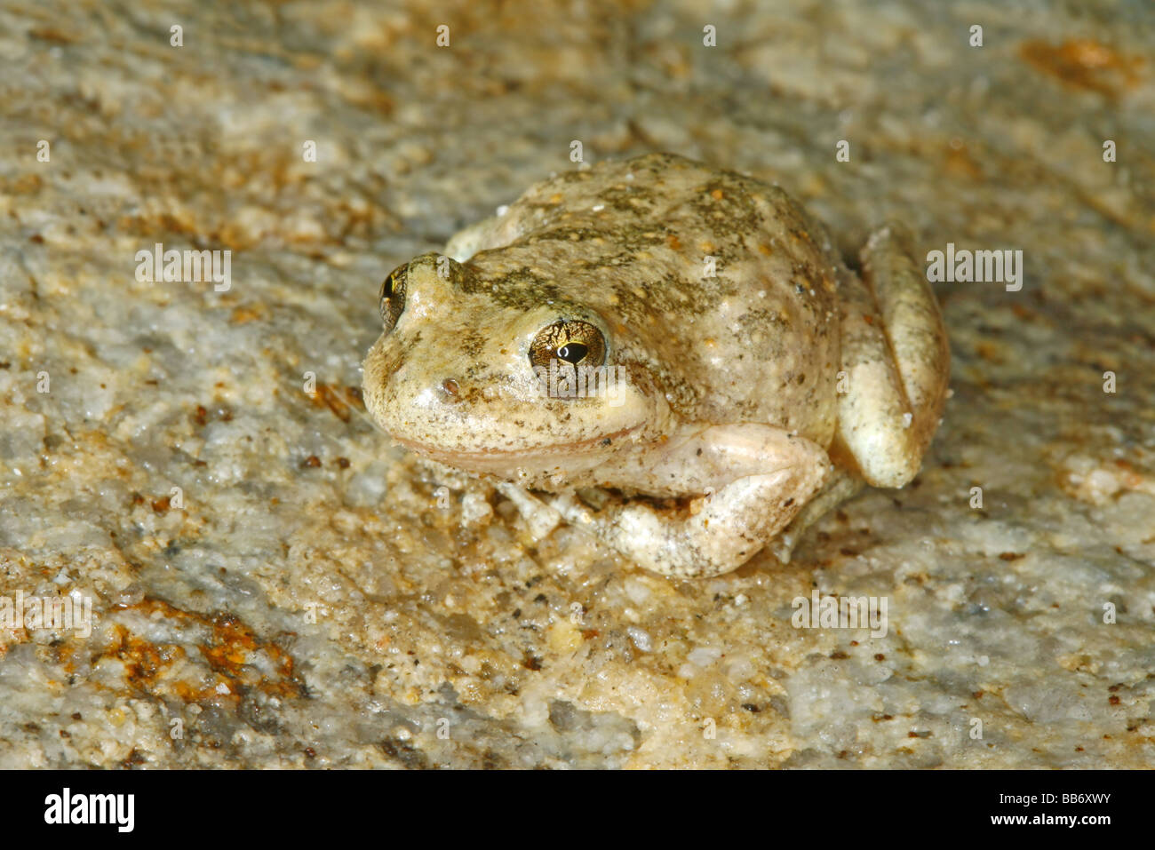 Kalifornien Laubfrosch auf Flechten bedeckten Felsen. Stockfoto