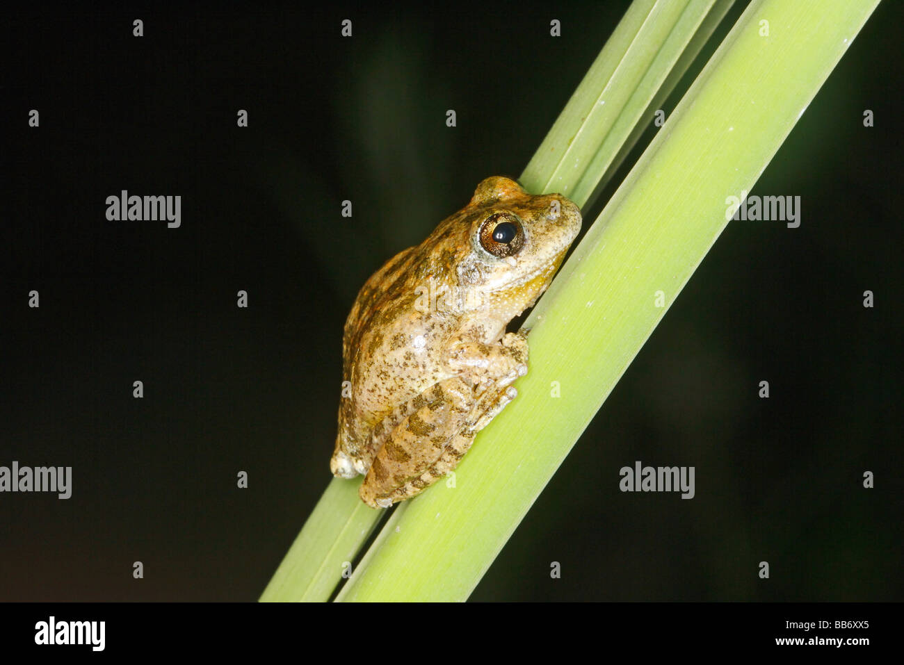 Kalifornien Laubfrosch auf Rohrkolben. Stockfoto