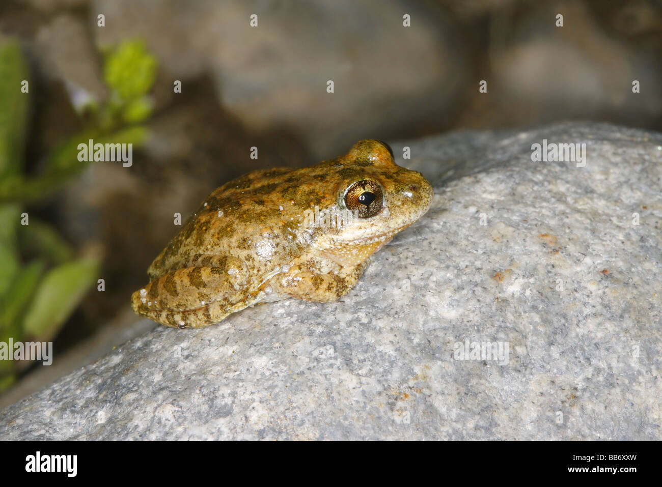 Kalifornien Laubfrosch auf Renaturierung Felsen. Stockfoto