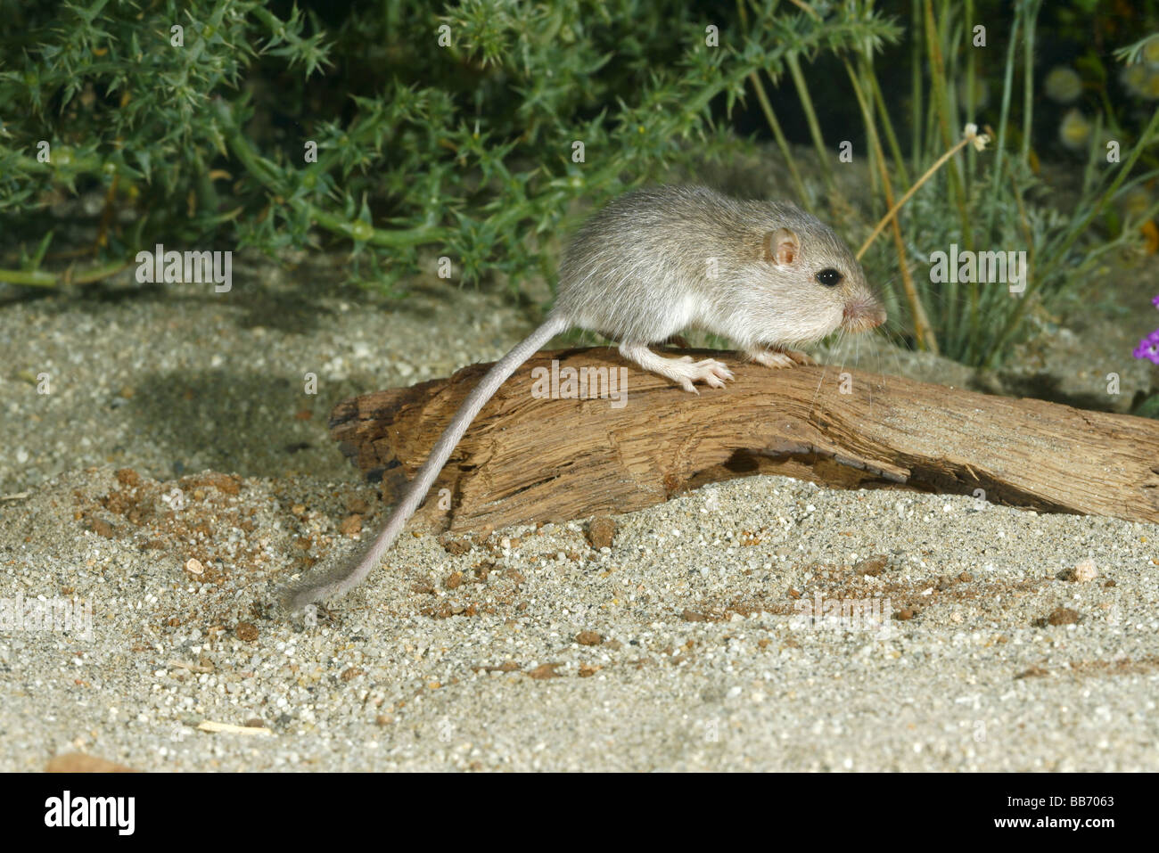 Long-tailed Tasche Maus Stockfoto