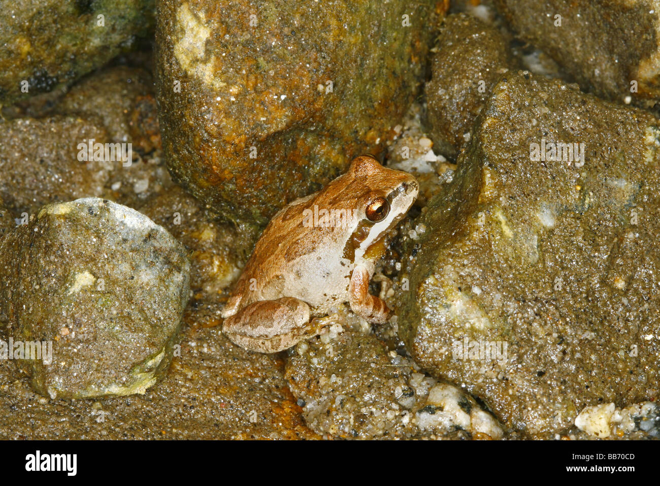 Pacific Laubfrosch Pseudacris Regilla Anza Borrego Desert State Park Kalifornien USA 7 können Erwachsene Hylidae Stockfoto