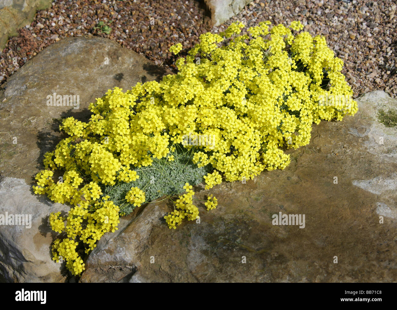 Felsenblümchen Rigida, Brassicaceae Stockfoto