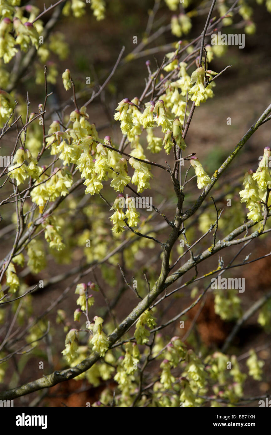 Duftende Winter-Hazel, Corylopsis Glabrescens, Hamamelidaceae, Japan und Korea, Asien Stockfoto