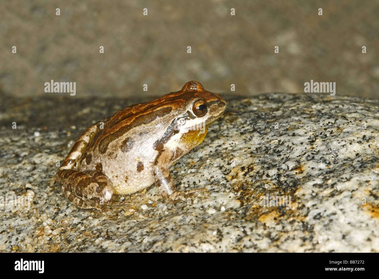 Pacific Laubfrosch Pseudacris Regilla Anza Borrego Desert State Park Kalifornien USA 7 können Erwachsene Hylidae Stockfoto