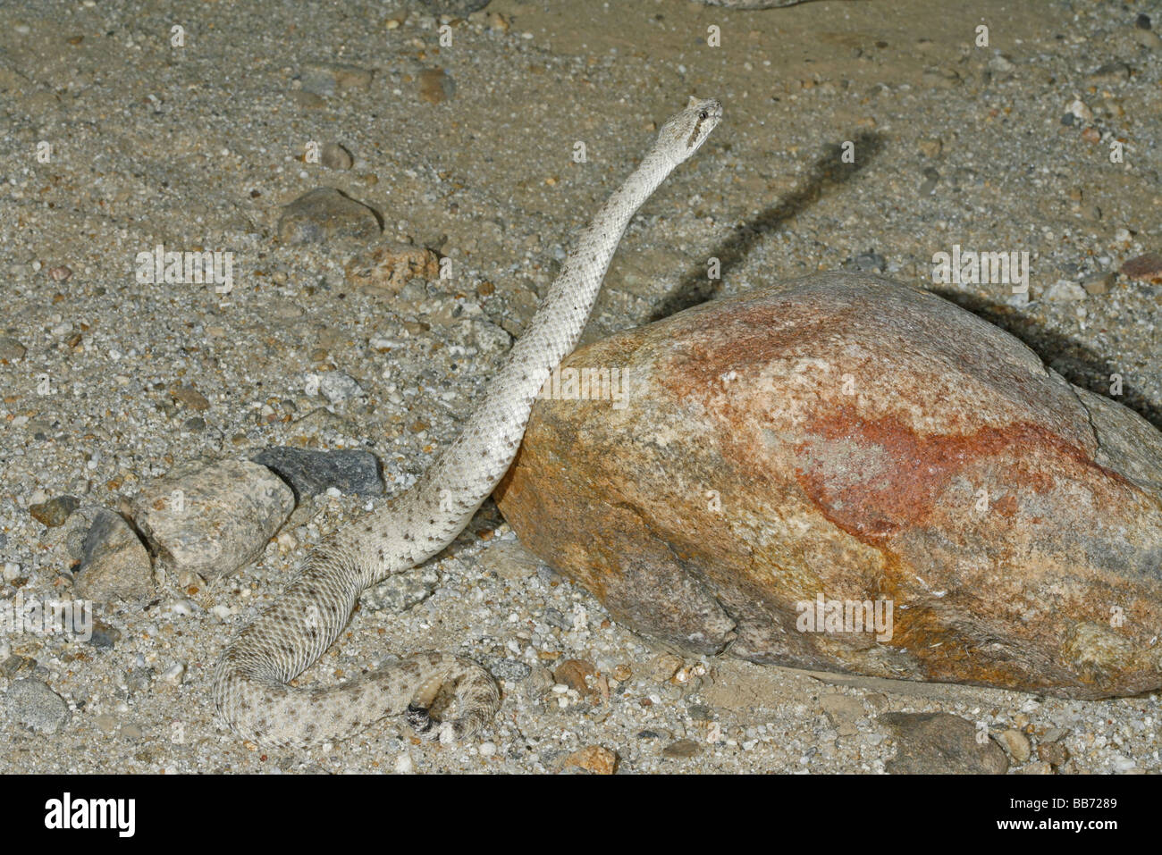 Sidewinder (Klapperschlange) gefunden im Anza Borrego Desert, Kalifornien Stockfoto