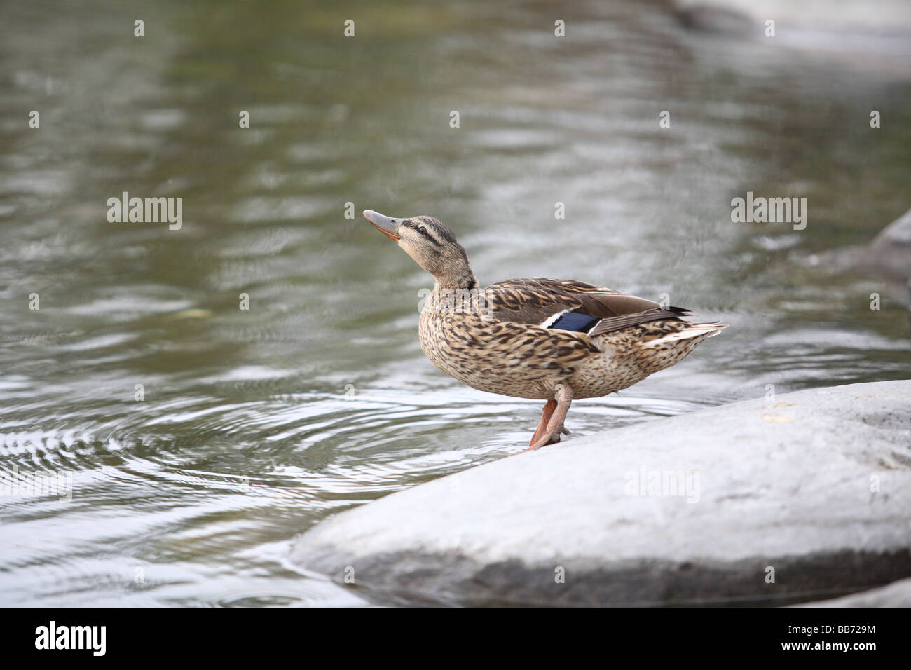 Weibliche Stockente Stockfoto