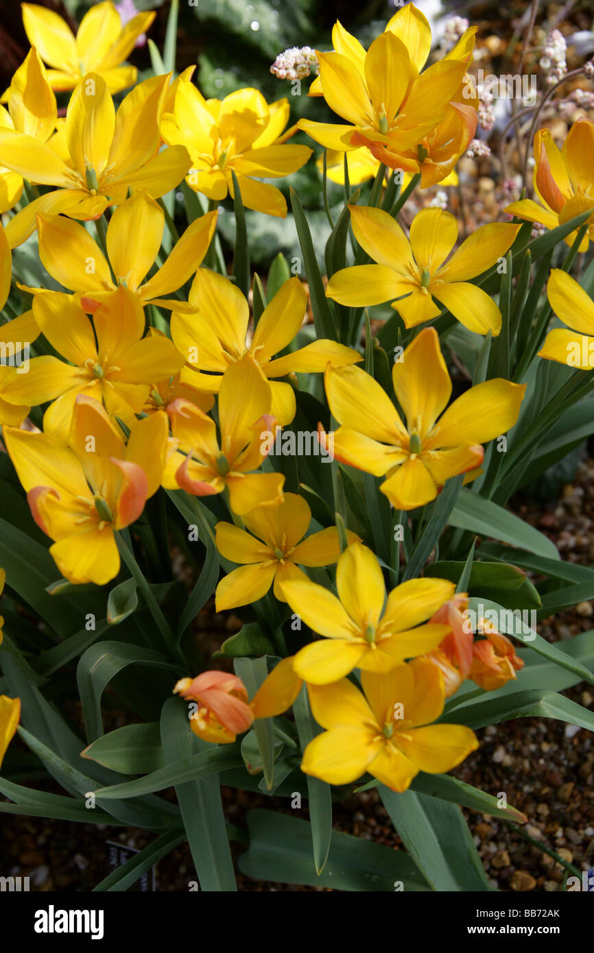 Tulipa Heweri, Liliaceae. Eine gelbe Tulpe aus Afghanistan. Stockfoto