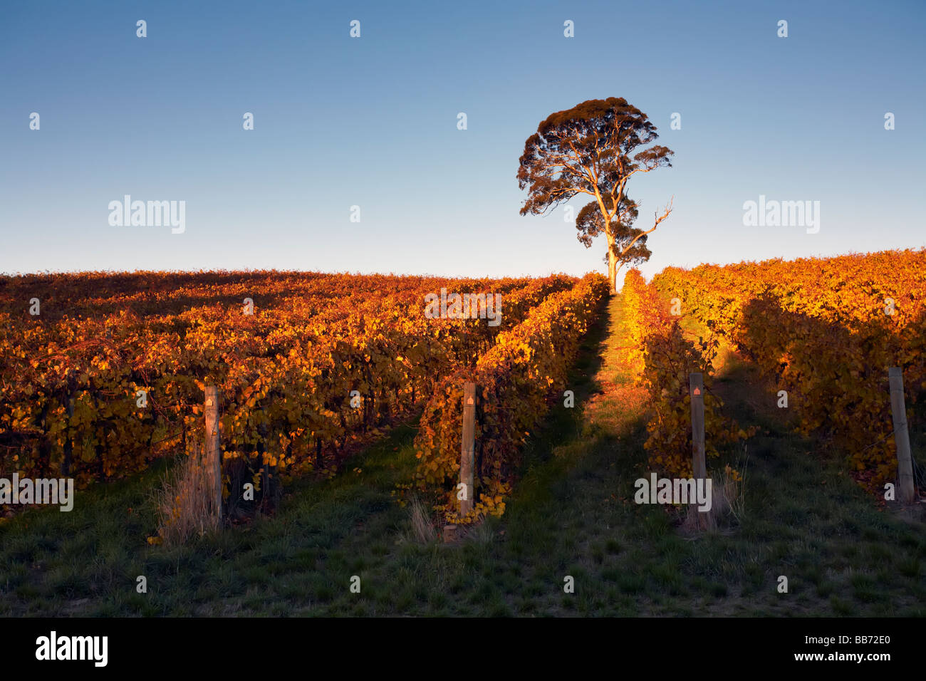 Gumeracha Reben Stockfoto