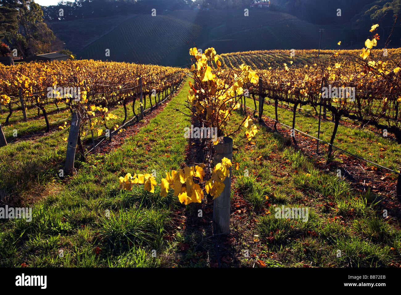 Gelbe weinreben Fotos und Bildmaterial in hoher Auflösung Alamy