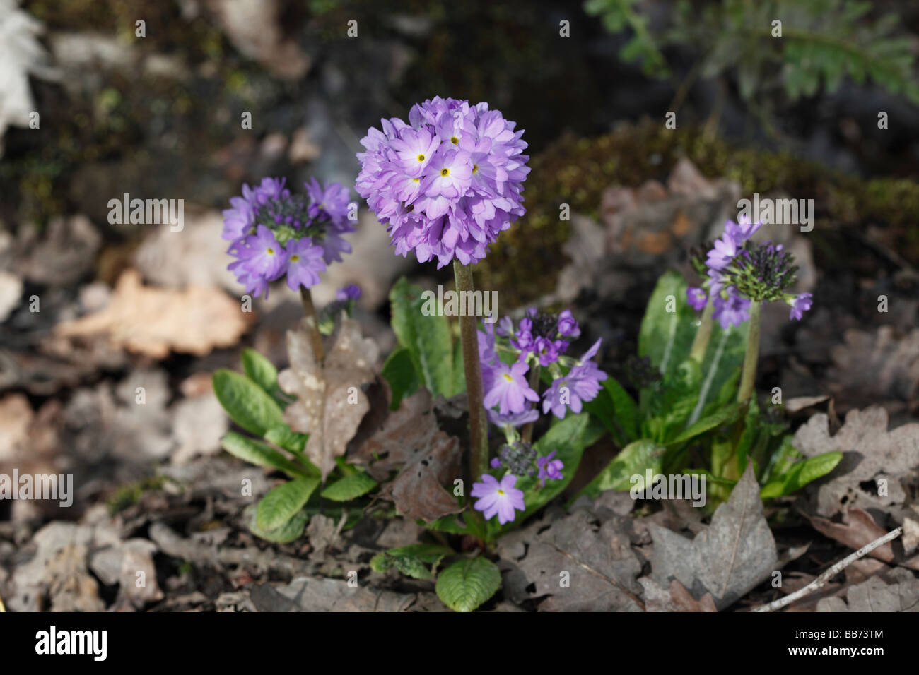 Trommelstock pflanze Fotos und Bildmaterial in hoher Auflösung Alamy