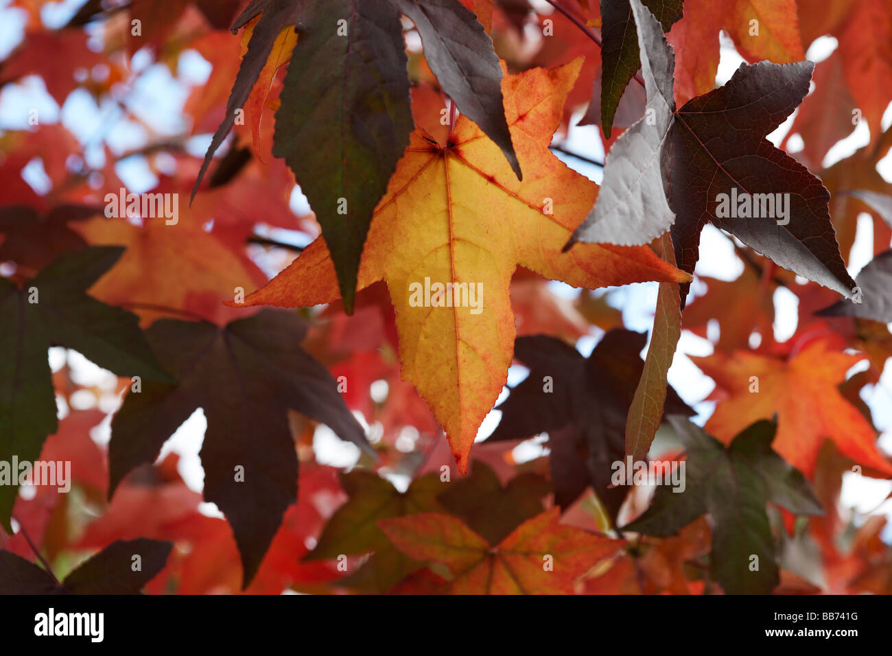 Blätter im Herbst reichen roten & Browns Stockfoto