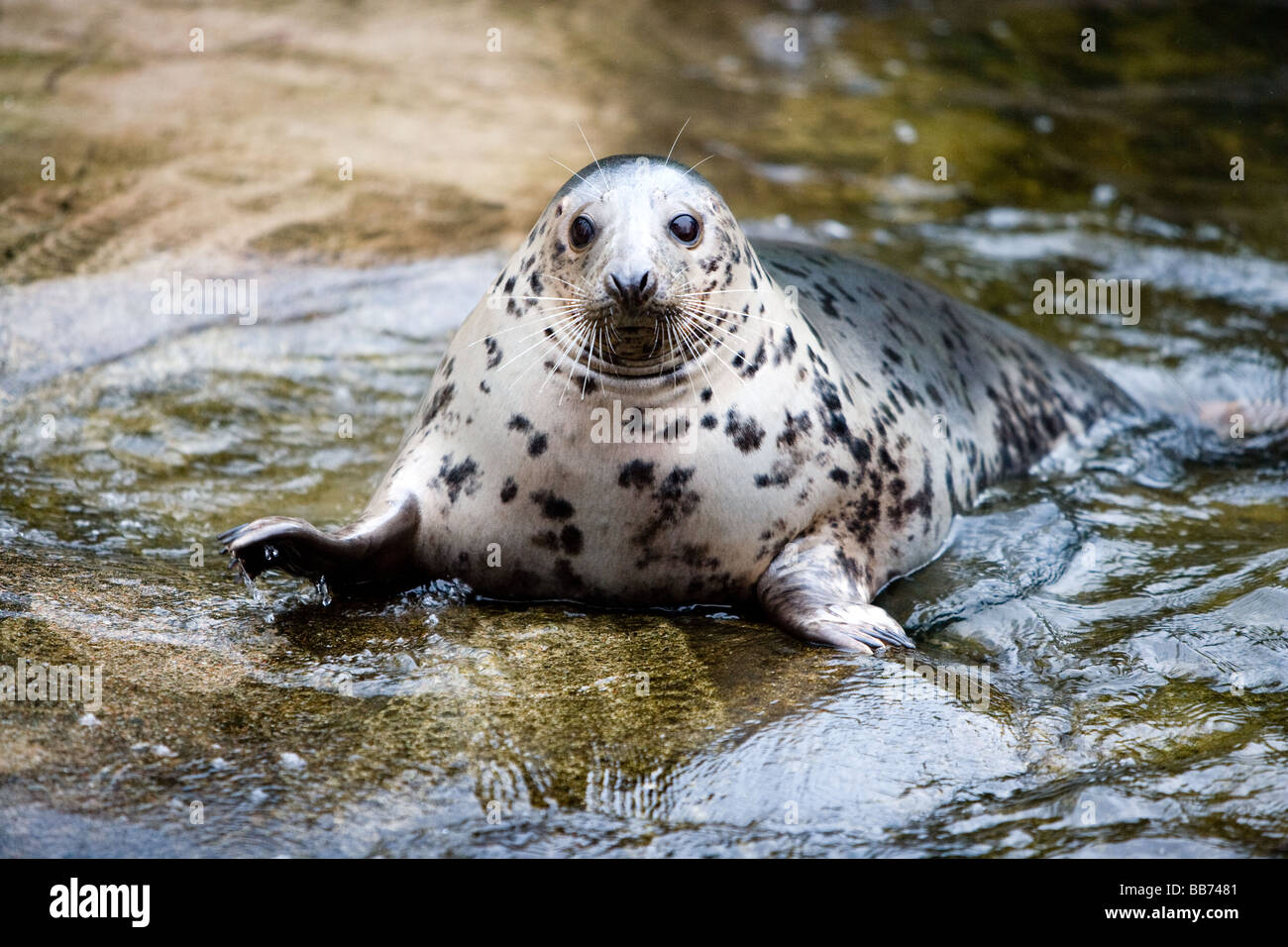 Hafen-Dichtung (Phoca Vitulina) Stockfoto