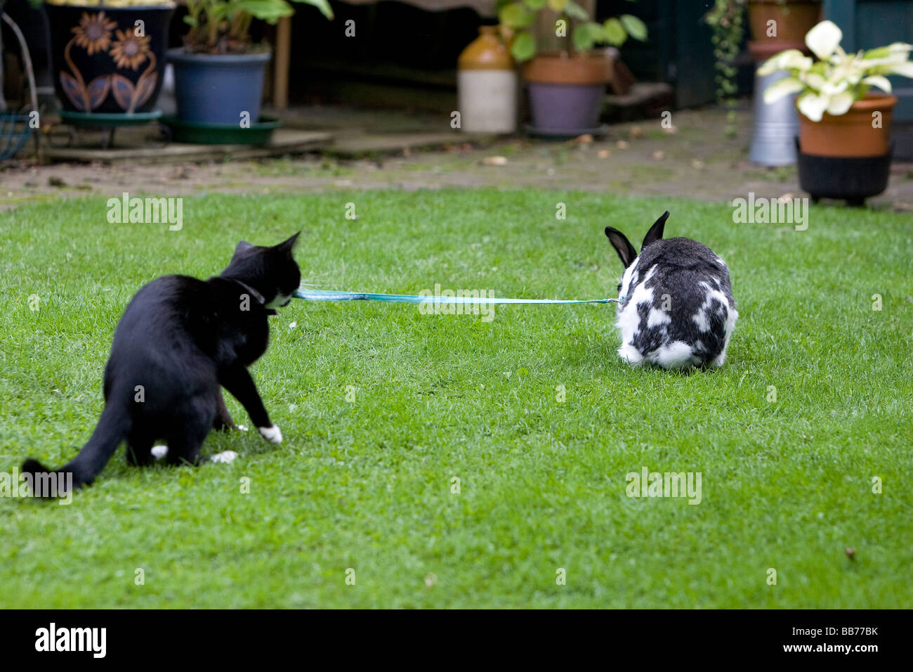 Ein Haustier Katze und Kaninchen spielen im Garten Stockfoto
